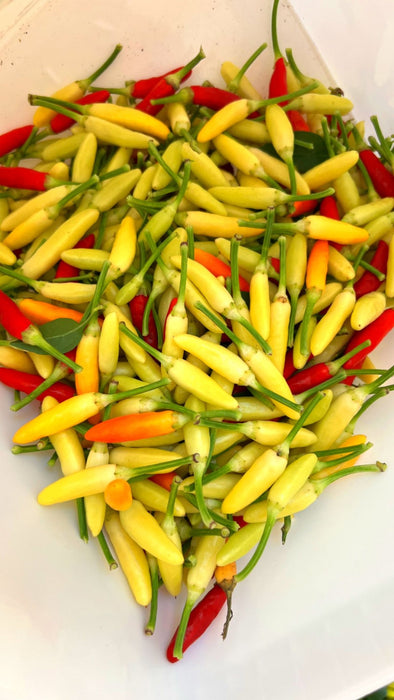 Hạt Giống Ớt Xiêm Siêu Cay [ E-W Seeds - Thái Lan ]