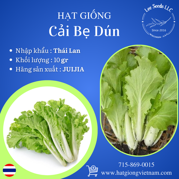 Cải Bẹ Dún [ JUIJIA - Thái Lan ]