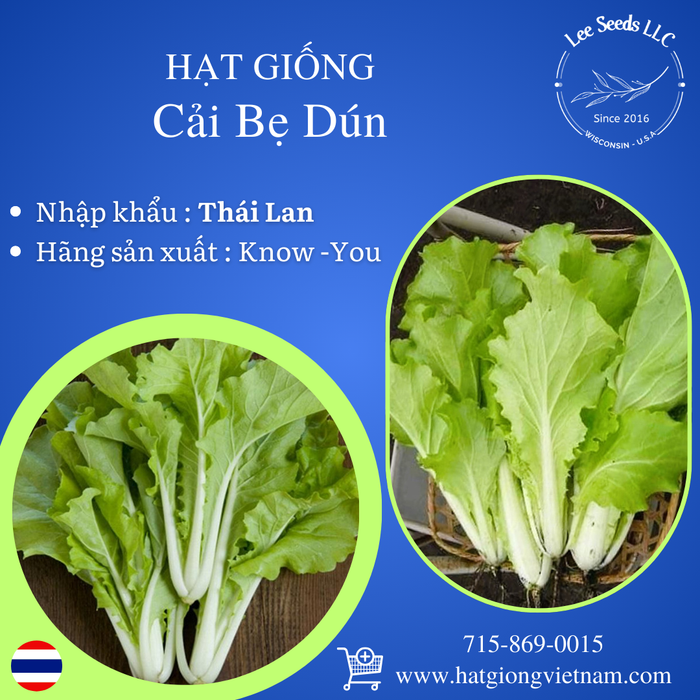 Cải Bẹ Dún [ Known You Seeds - Thái Lan ]