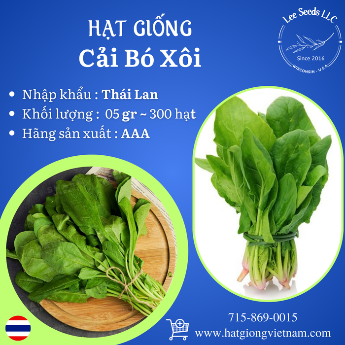 Hạt Giống Cải Bó Xôi [ AAA - Thái Lan ]