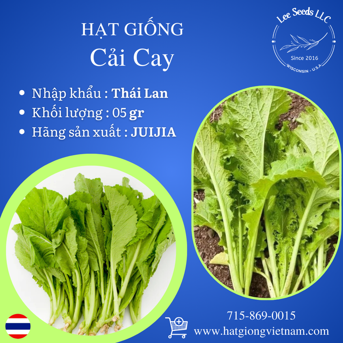 Cải Cay [ JUIJIA - Thái Lan ]