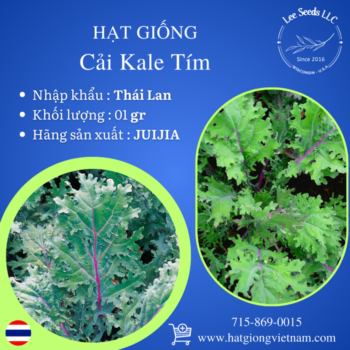 Cải Kale Tím [ JUIJIA - Thái Lan ]