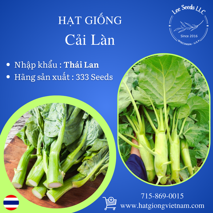 Hạt Giống Cải Làn  [ 333 Seeds - Thái Lan ]