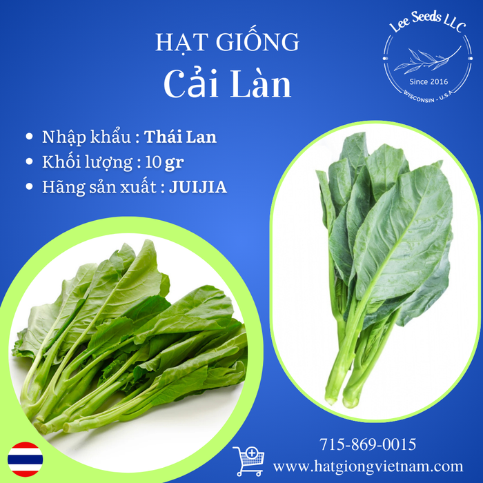 Cải Làn [ JUIJIA - Thái Lan ]