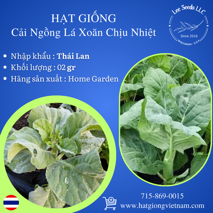 Hạt Giống Cải Xoăn Kale Chịu Nhiệt - Kale Mushrooms[ Home Garden - Thái Lan ]