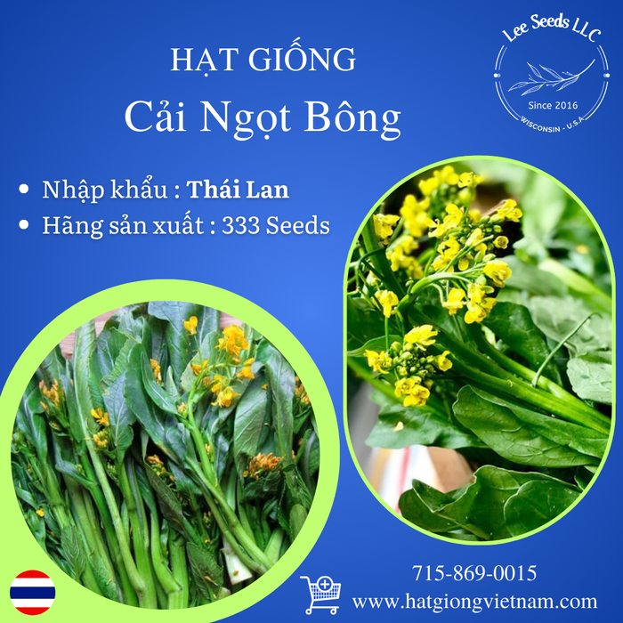 Hạt Giống Cải Ngọt Bông [ 333 Seeds - Thái Lan ]