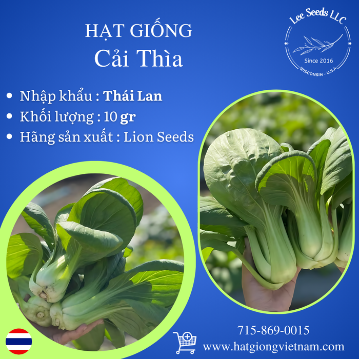 Cải Thìa [ Lion Seeds - Thái Lan ]