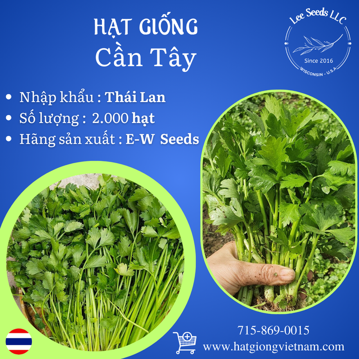 Hạt Giống Cần Tây [ E-W Seeds - Thái Lan ]