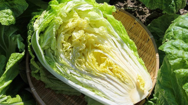 Hạt Giống Cải Thảo Lai F1 [ E-W Seeds - Thái Lan ]