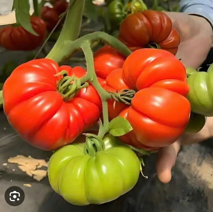Cà Chua Múi Cổ Sơn La