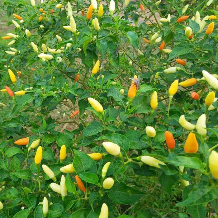 Ớt Xiêm Trắng Siêu Cay [ JUIJIA - Thái Lan ]