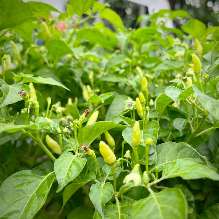 Ớt Xiêm Trắng Siêu Cay [ JUIJIA - Thái Lan ]