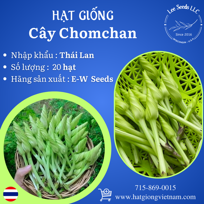 Hạt Giống Bông Chomchan [ E-W Seeds - Thái Lan ]
