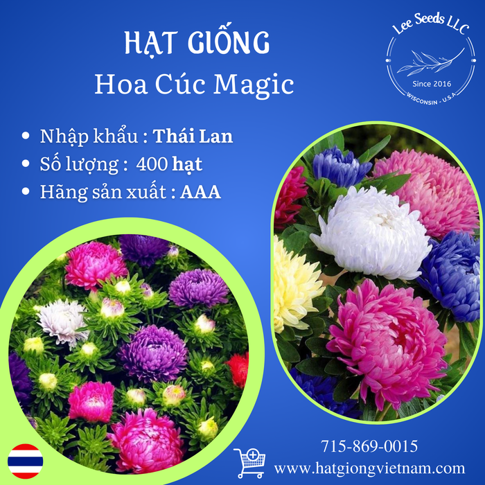 Hạt Giống Hoa Cúc Magic [ AAA - Thái Lan ]