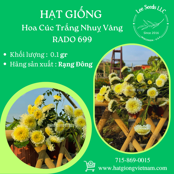 Hoa Cúc Trắng Nhuỵ Vàng [ RADO 699 ]