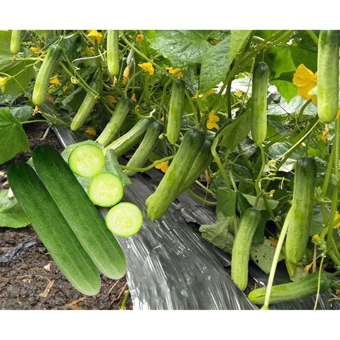 Dưa leo lai F1 TARA 135