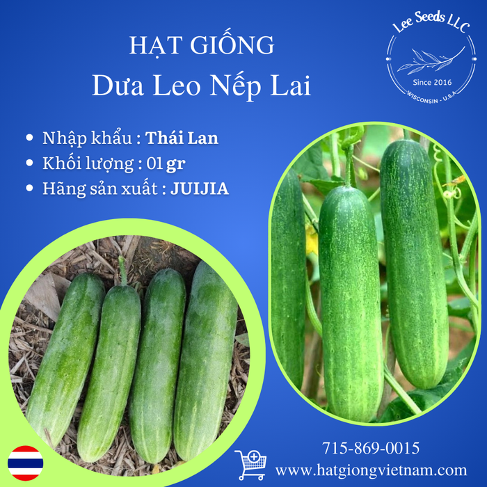 Dưa Leo Nếp Lai [ JUIJIA - Thái Lan ]