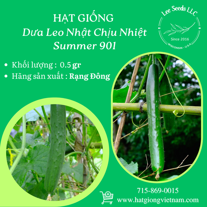 Dưa Leo Nhật Chịu Nhiệt [ Summer 901 ]