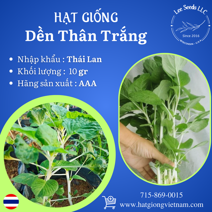 Hạt Giống Dền Thân Trắng [ AAA - Thái Lan ]