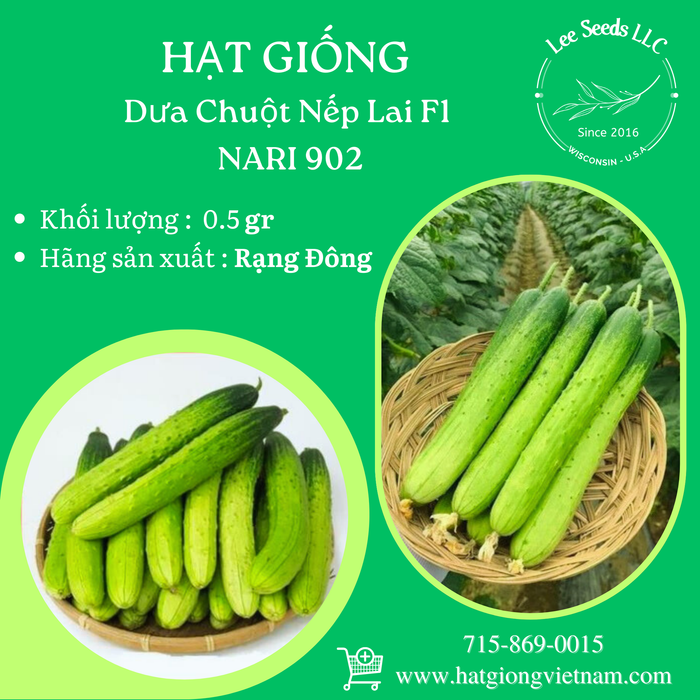 Dưa Chuột Nếp Lai F1 [ NARI 902 ]