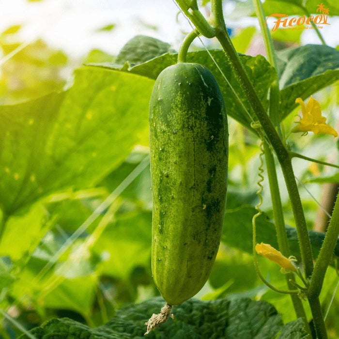 Dưa leo lai F1 TARA 135