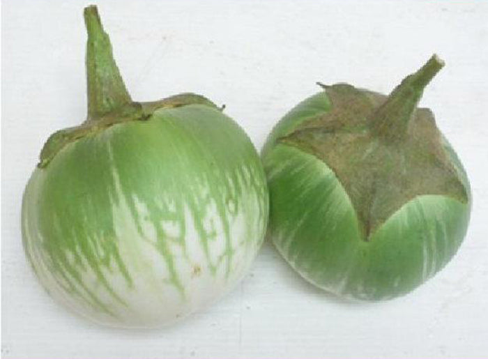 Cà Da Ếch [ JUIJIA - Thái Lan ]