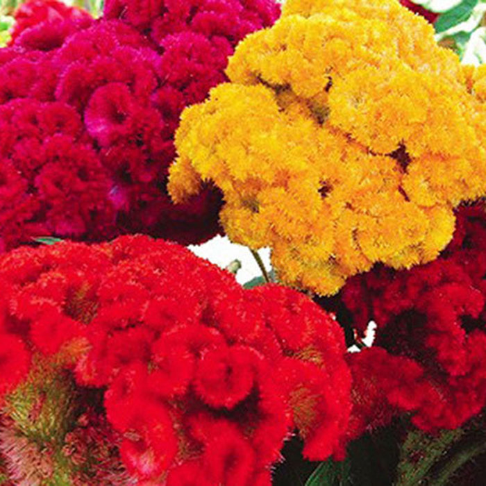 Hoa Mồng Gà Búa Nhiều Màu [ E-W Seeds - Thái Lan ]
