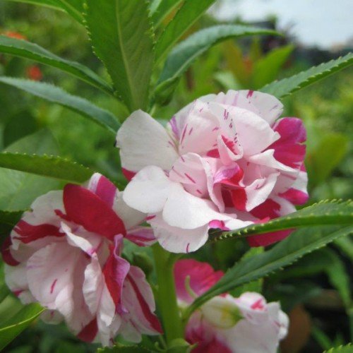 Hoa Móng Tay Cánh Kép Nhiều Màu [ E-W Seeds - Thái Lan ]