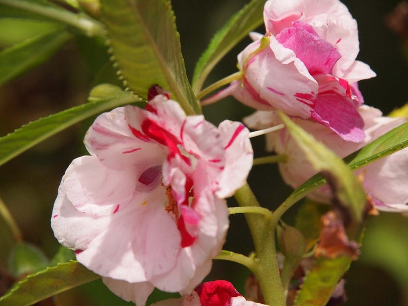 Hoa Móng Tay Cánh Kép Nhiều Màu [ E-W Seeds - Thái Lan ]