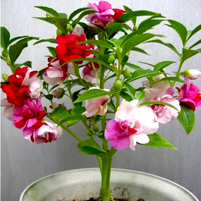 Hoa Móng Tay Cánh Kép Nhiều Màu [ E-W Seeds - Thái Lan ]