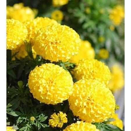 Hạt Giống Hoa Vạn Thọ Vàng [ JUIJIA - Thái Lan ]