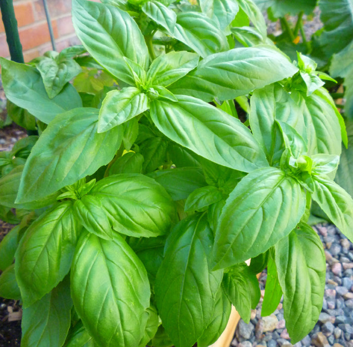 Hạt Giống Húng Quế Tây ( Sweet Basil ) [ AAA - Thái Lan ]