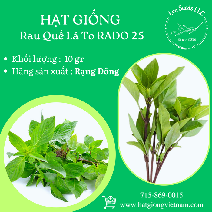 Rau Quế Lá To RADO 25