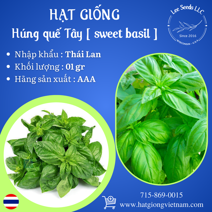 Hạt Giống Húng Quế Tây ( Sweet Basil ) [ AAA - Thái Lan ]