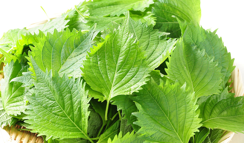 Hạt Giống Tía Tô - Green Shiso Perilla [ JUIJIA - Thái Lan ]