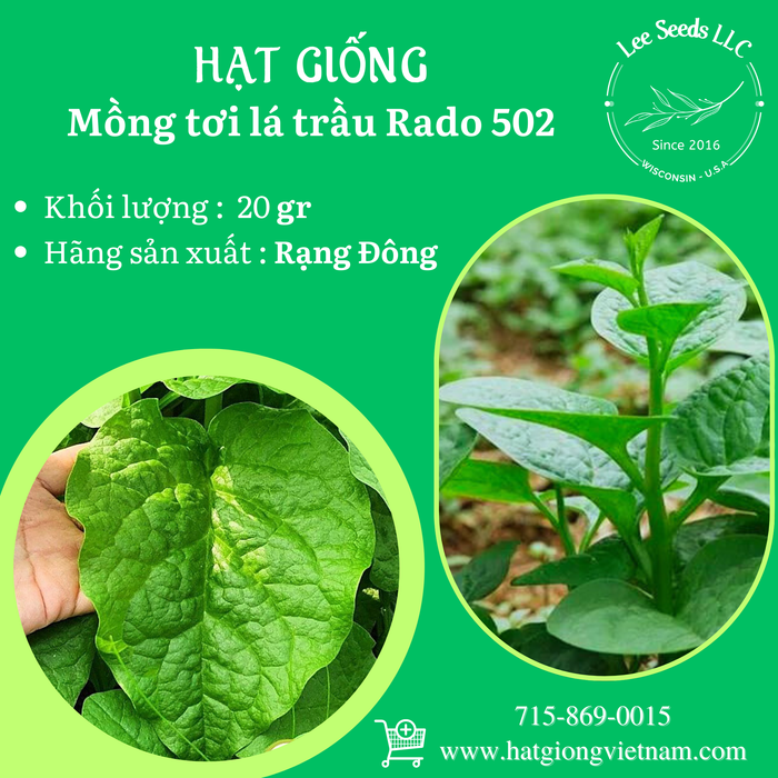 Mồng Tơi Lá Trầu RADO 502