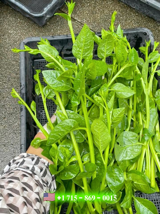Hạt Giống Mồng Tơi Nhật Siêu Ngọn [ 10gr ]