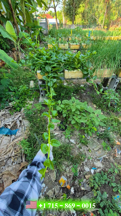 Hạt Giống Mồng Tơi Nhật Siêu Ngọn [ 10gr ]