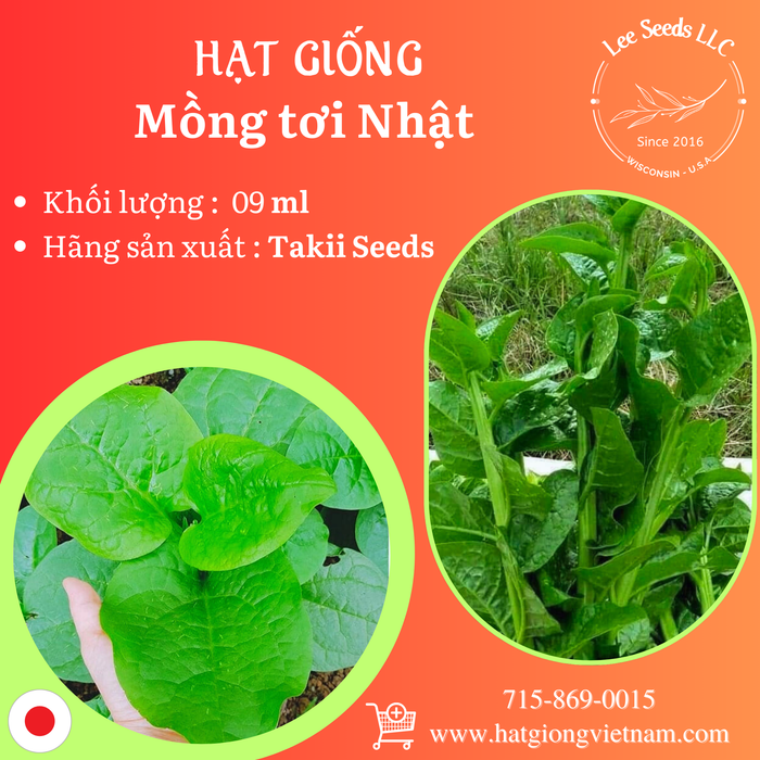 Mồng Tơi Nhật