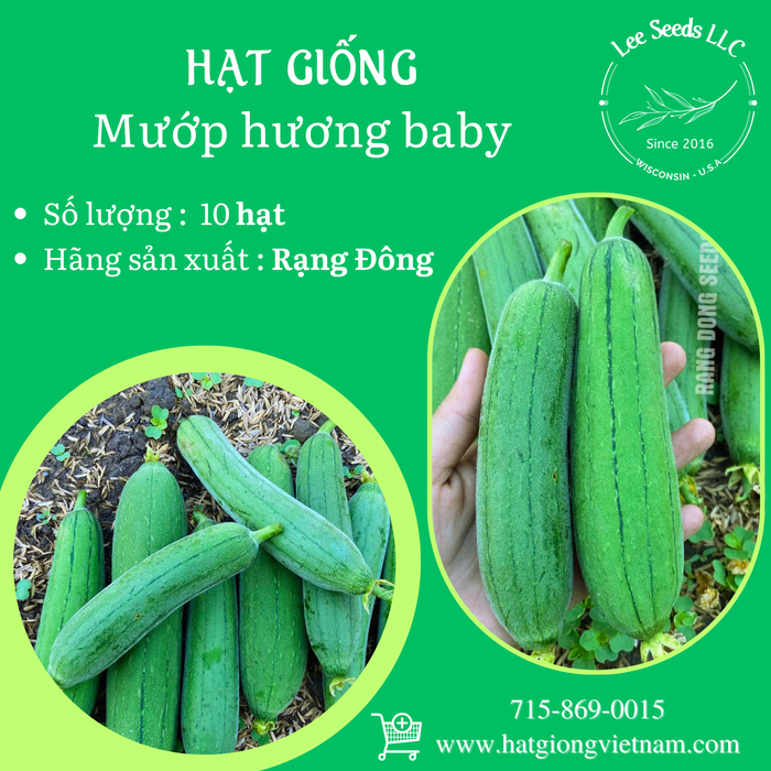 Mướp hương BABY