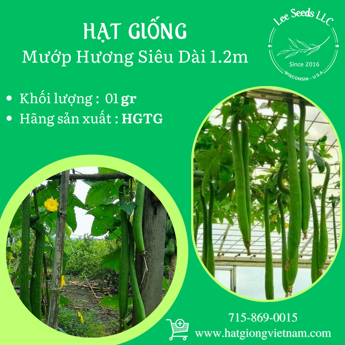 Mướp Hương Siêu Dài 1.2m