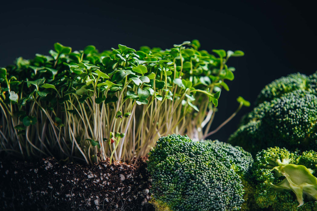 Rau mầm Bông Cải - Broccoli [ 200gr ]