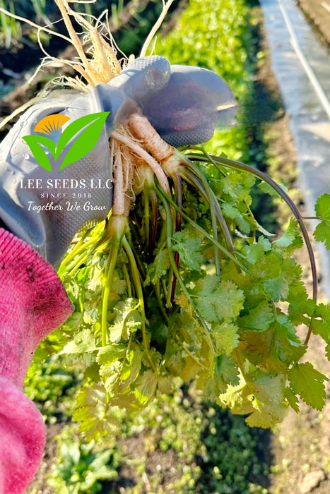 Ngò Thân Tía ( Tím ) - Gói 20g