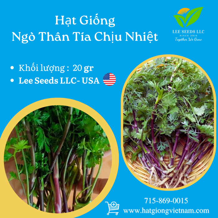 Ngò Thân Tía ( Tím ) Chịu Nhiệt  - Gói 20gr