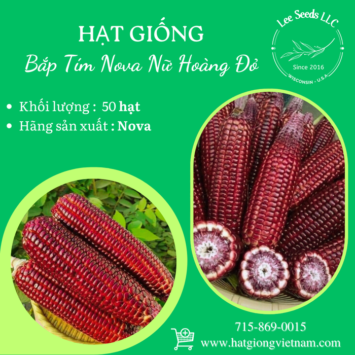 Bắp Tím Nova Nữ Hoàng Đỏ