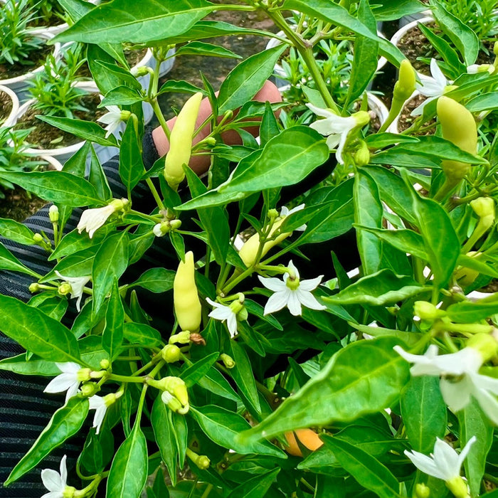 Ớt Xiêm Trắng Siêu Cay [ JUIJIA - Thái Lan ]