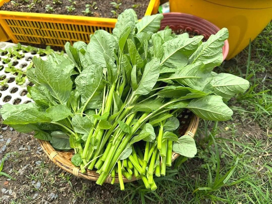 Hạt Giống Dền Xanh Lá Tròn [ JUIJIA - Thái Lan ]