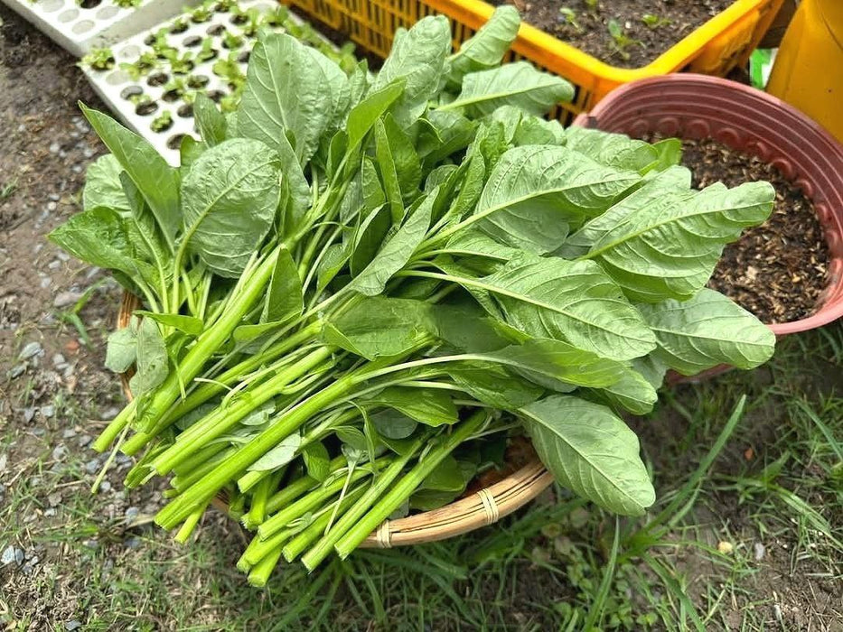Hạt Giống Dền Xanh Lá Tròn [ JUIJIA - Thái Lan ]