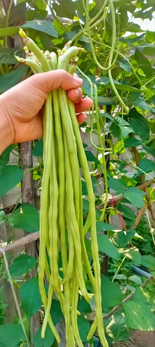 Hạt Giống Đậu Đũa Xanh Cao Sản - JJ Shoyu [ JUIJIA - Thái Lan ]