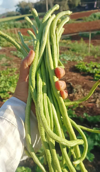 Hạt Giống Đậu Đũa Xanh Cao Sản - JJ Shoyu [ JUIJIA - Thái Lan ]